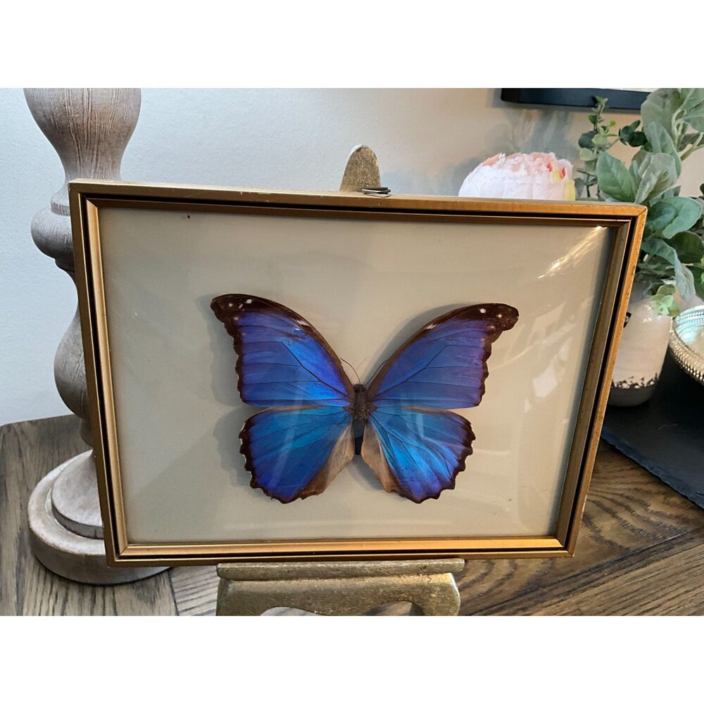 Vintage 1980 Real Blue Morpho Butterfly Specimen Framed Natural History